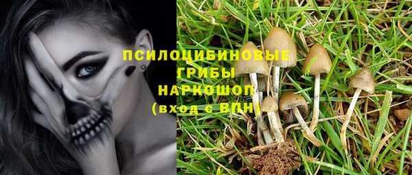 шишки Арсеньев